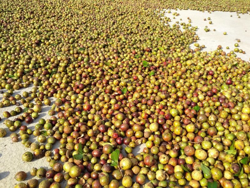 油茶果