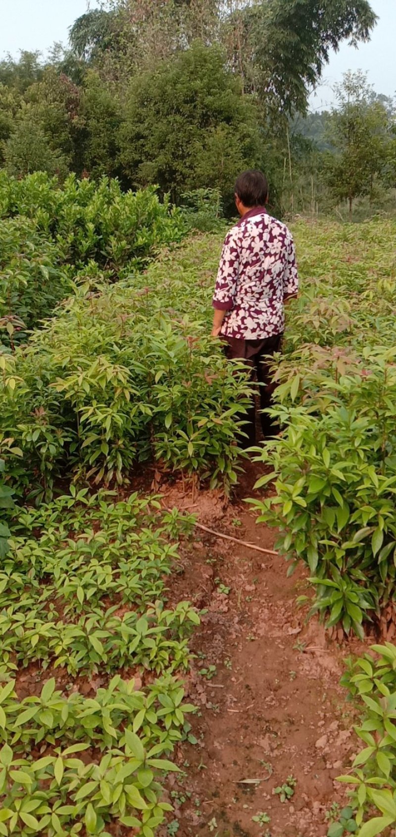 桢楠树苗
