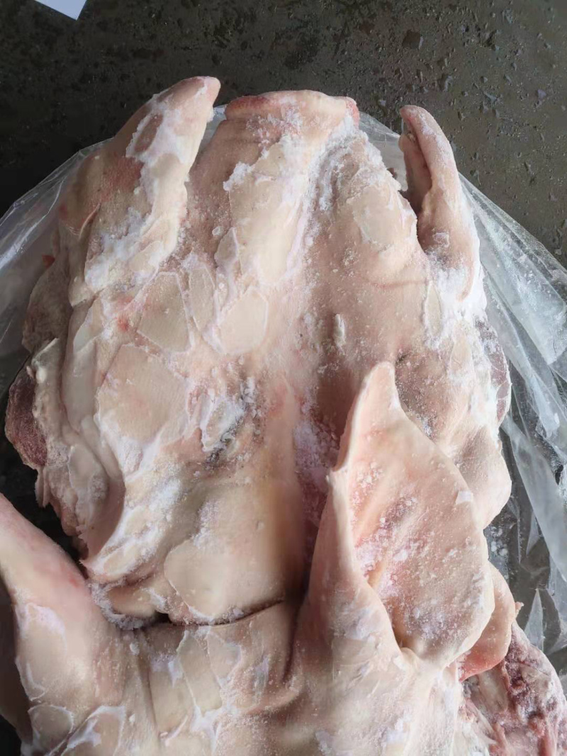 猪头