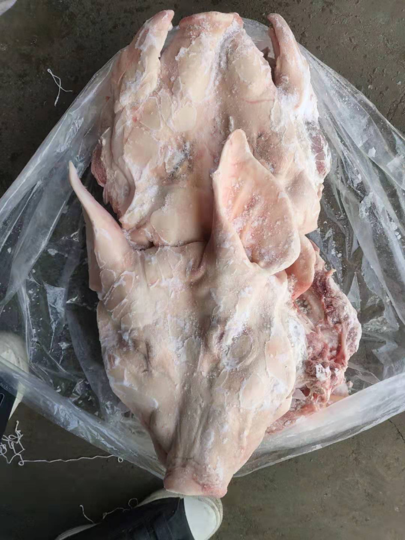 猪头