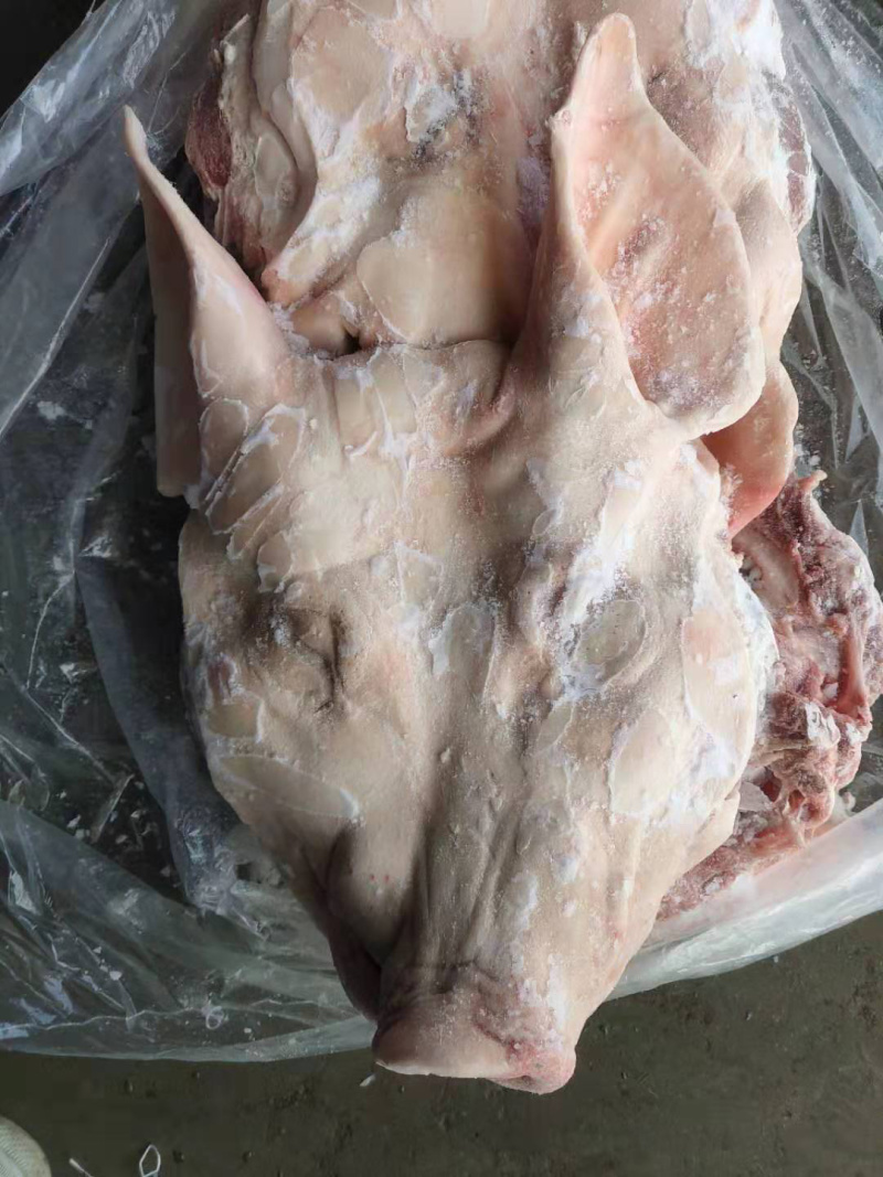 猪头