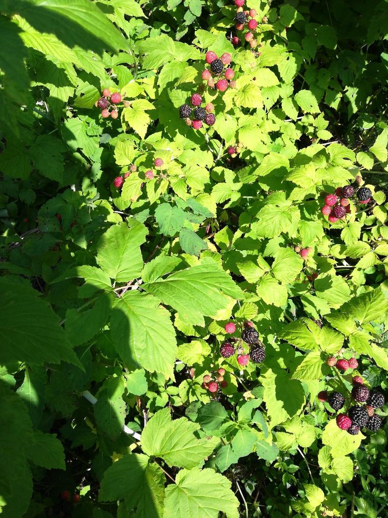 树莓苗，黑树莓苗，果大，抗寒，黑色，果甜，全国可种植。