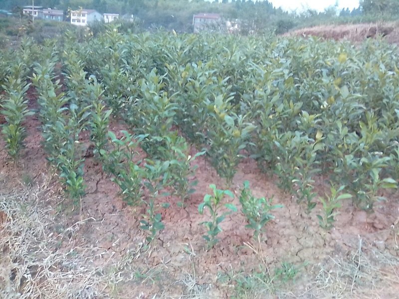 红宝石专用酸柚苗20公分高度以上的酸柚苗160万棵