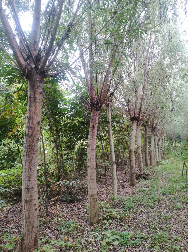 垂柳金丝垂柳黄皮柳树青皮垂柳竹柳基地大量供应