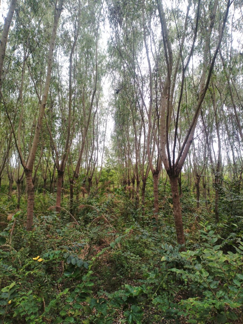 垂柳金丝垂柳黄皮柳树青皮垂柳竹柳基地大量供应