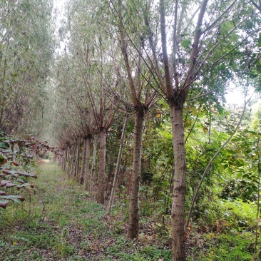 垂柳金丝垂柳黄皮柳树青皮垂柳竹柳基地大量供应