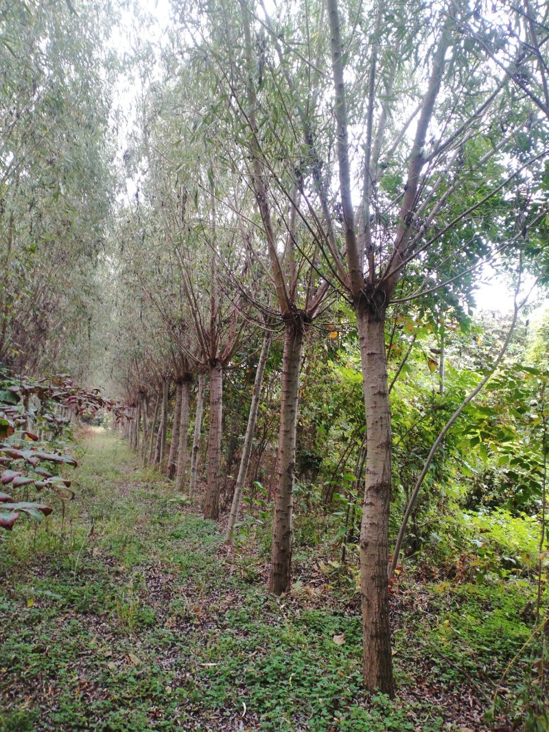 垂柳金丝垂柳黄皮柳树青皮垂柳竹柳基地大量供应