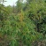 乳源木莲（白花似莲，红果似桔）