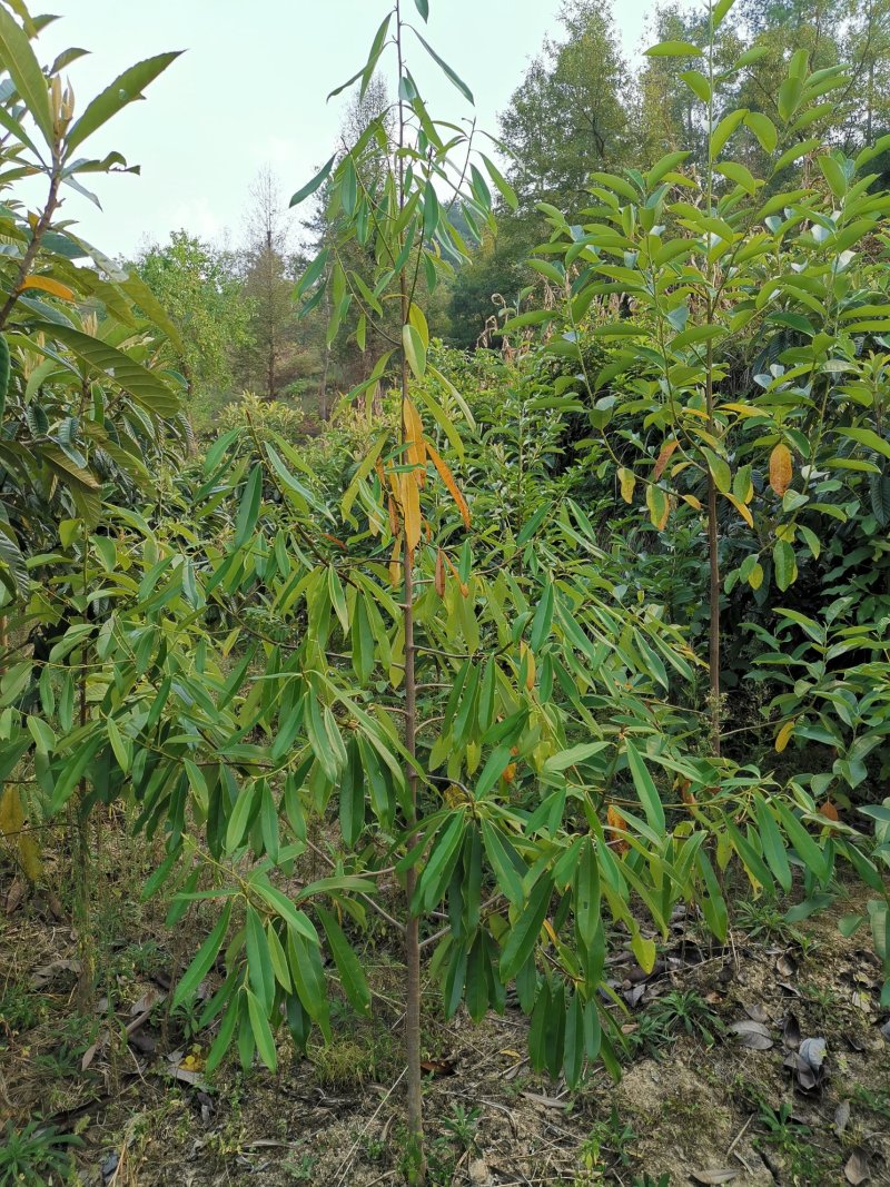 乳源木莲（白花似莲，红果似桔）