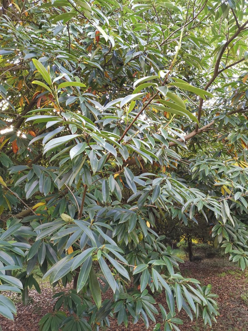 乳源木莲（白花似莲，红果似桔）