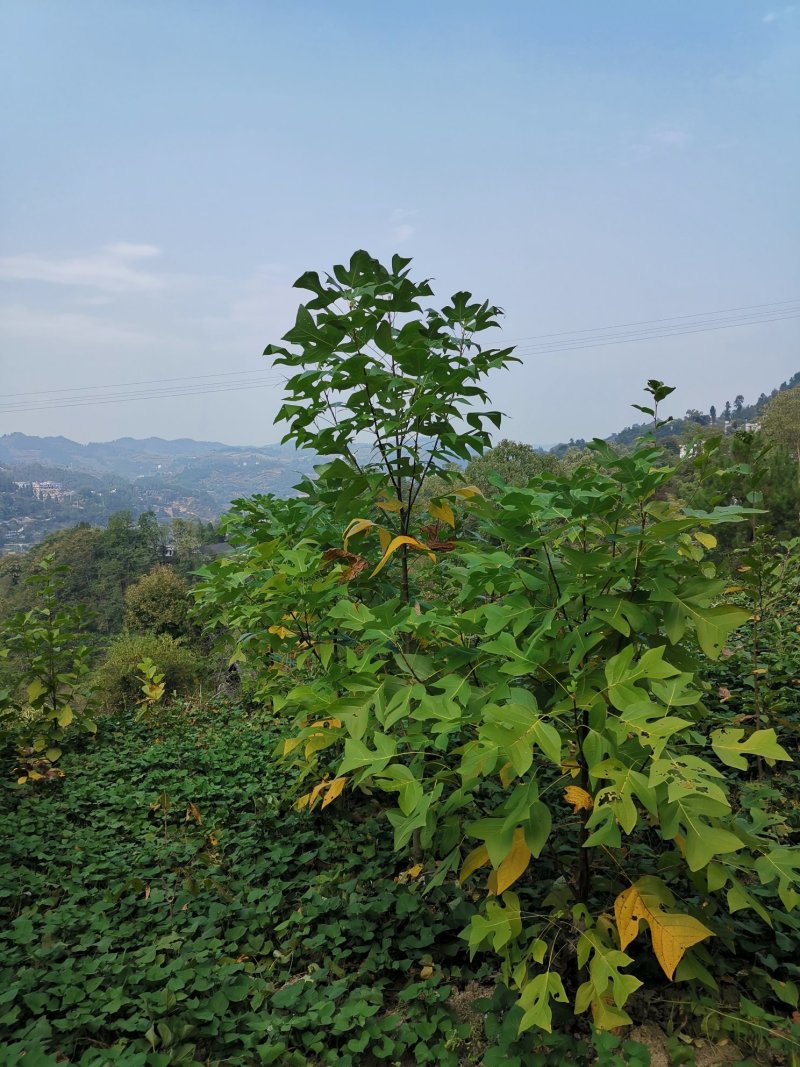 鹅掌楸（叶似马褂，花如郁金香）