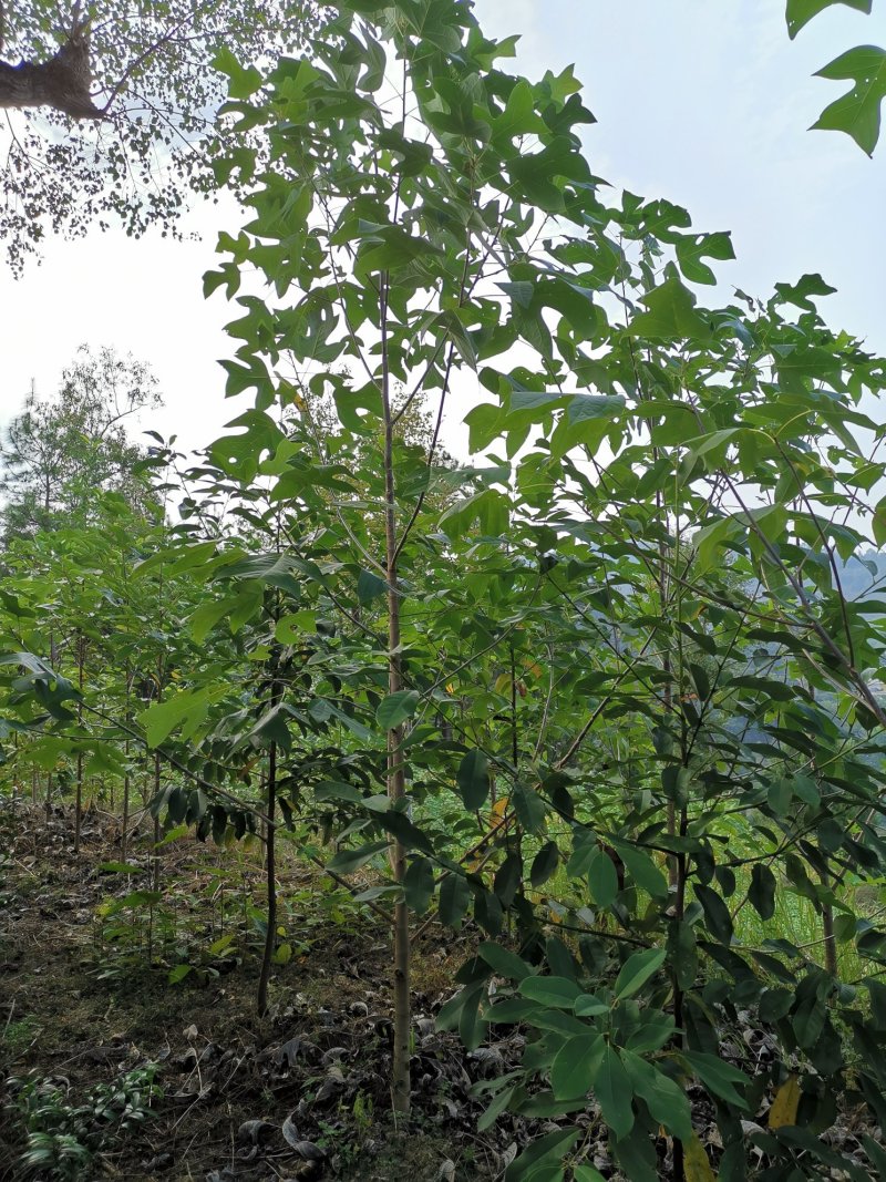 鹅掌楸（叶似马褂，花如郁金香）