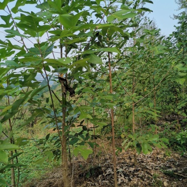 鹅掌楸（叶似马褂，花如郁金香）