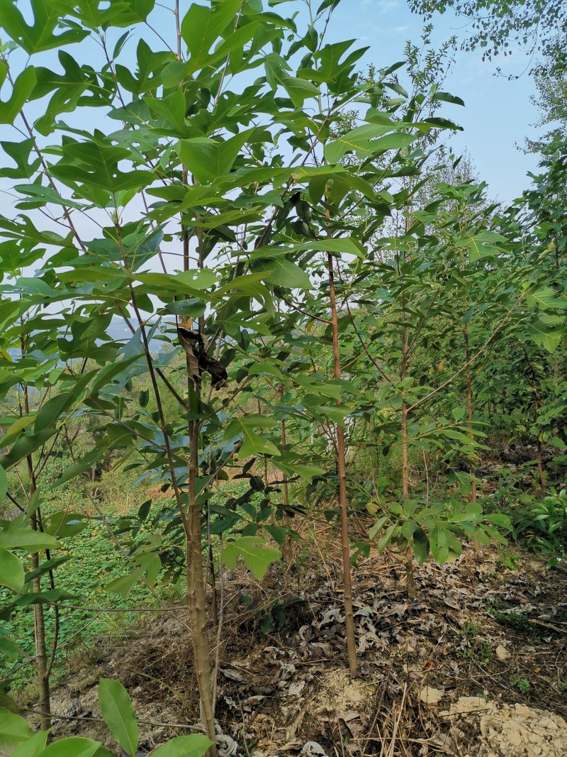 鹅掌楸（叶似马褂，花如郁金香）