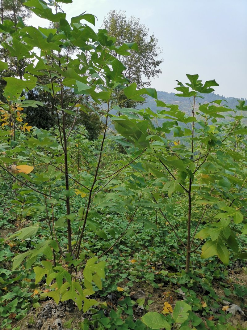 鹅掌楸（叶似马褂，花如郁金香）