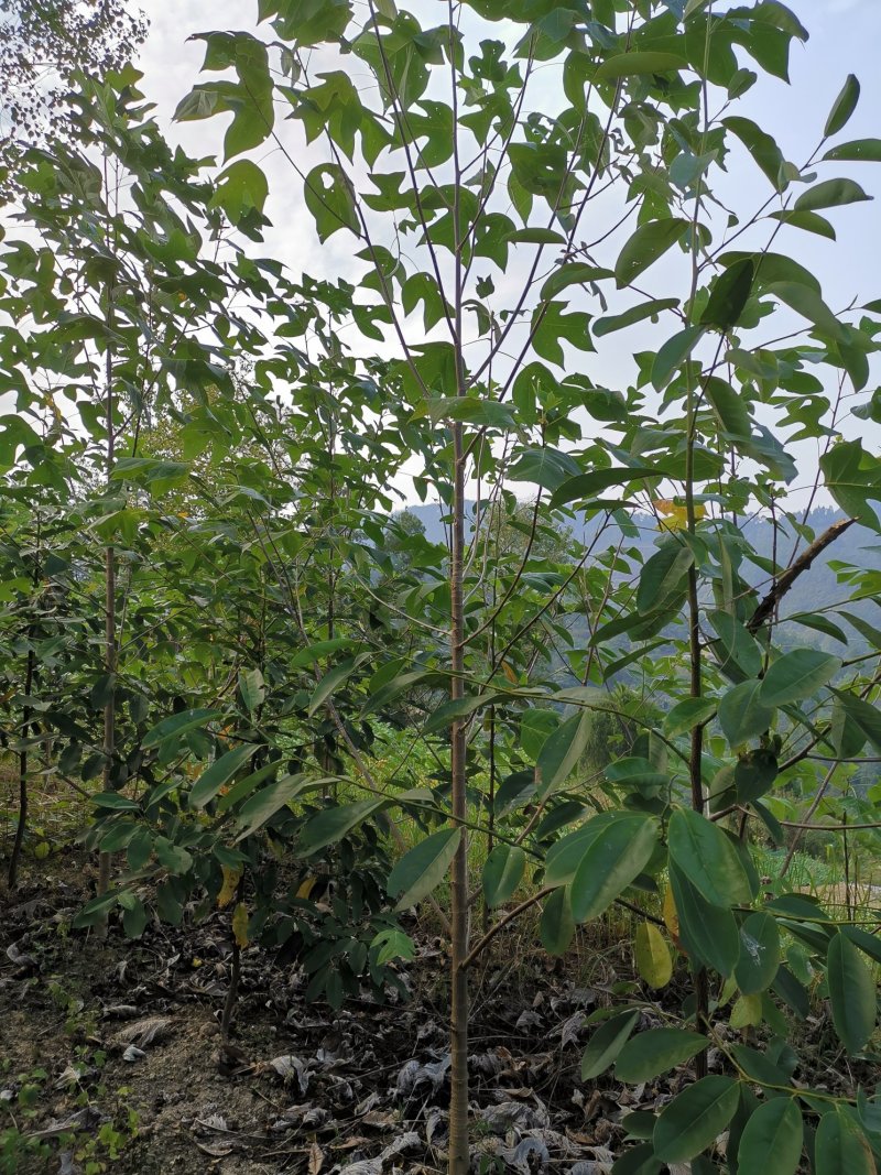 鹅掌楸（叶似马褂，花如郁金香）