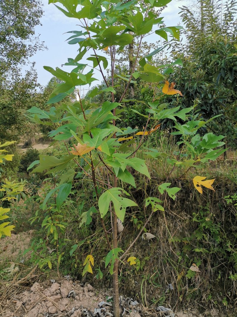 鹅掌楸（叶似马褂，花如郁金香）
