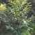 深山含笑（早春二月，满树白花间绿叶）