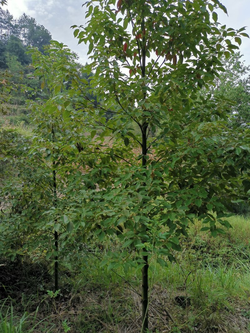 香樟（四季常青，驱蚊净气）