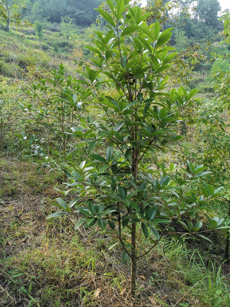 桂花（品种优良，冠形丰满）