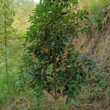 桂花（品种优良，冠形丰满）