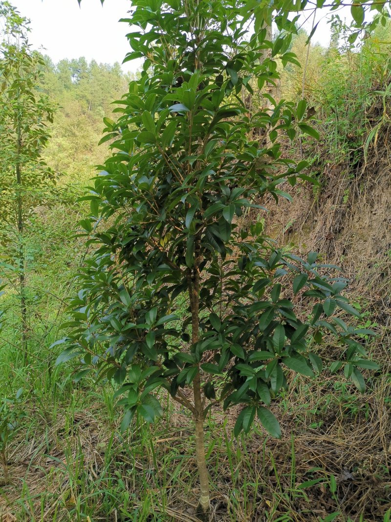 桂花（品种优良，冠形丰满）