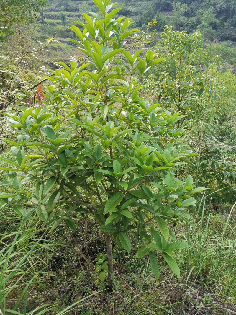 桂花（品种优良，冠形丰满）