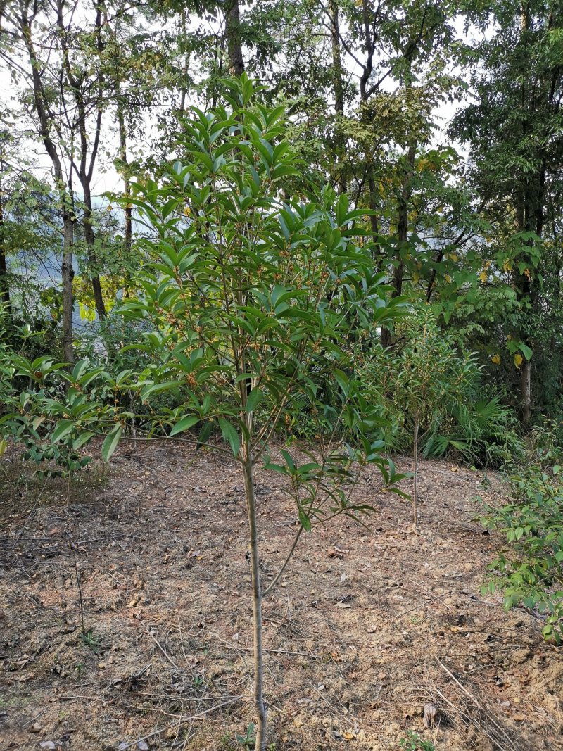 桂花（品种优良，冠形丰满）