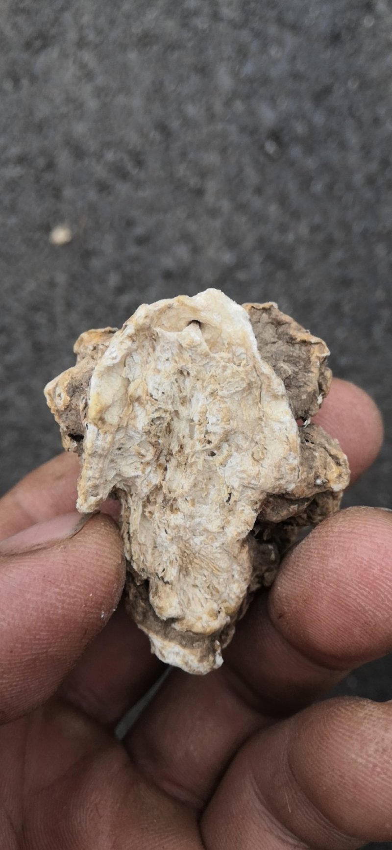 水洗烘干关苍术