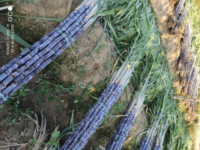 广东韶关甘蔗大量供应一手货源口感脆甜多汁欢迎咨询