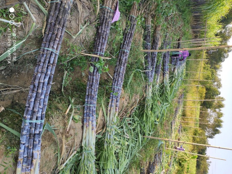 广东韶关甘蔗大量供应一手货源口感脆甜多汁欢迎咨询