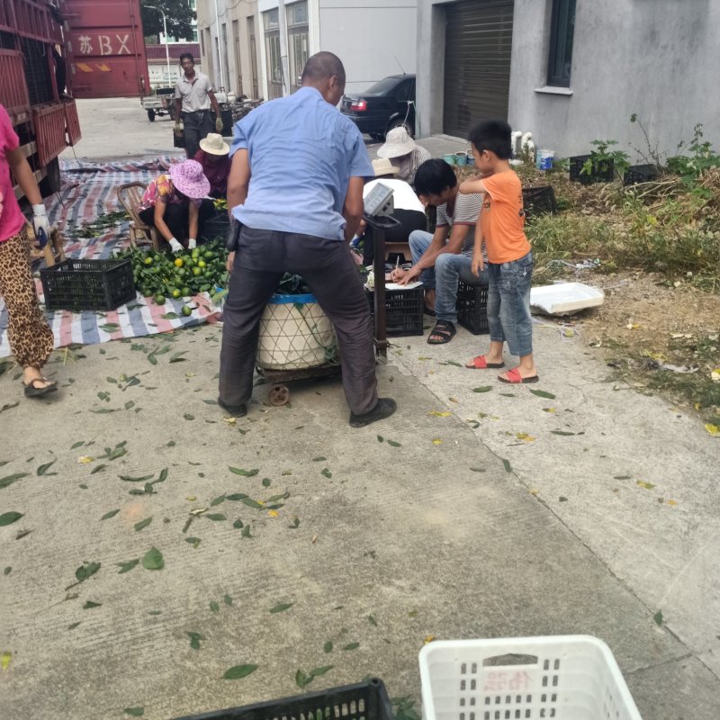 大丰蜜橘，果色好果形端正，无渣无核，一手货源，产地直发