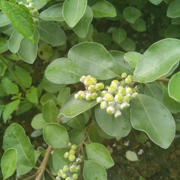 蔓荆子枝条