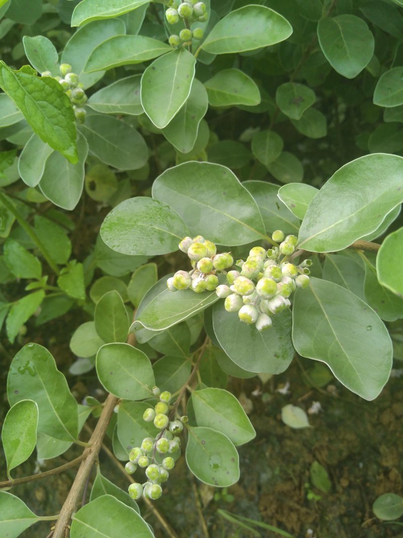 蔓荆子枝条