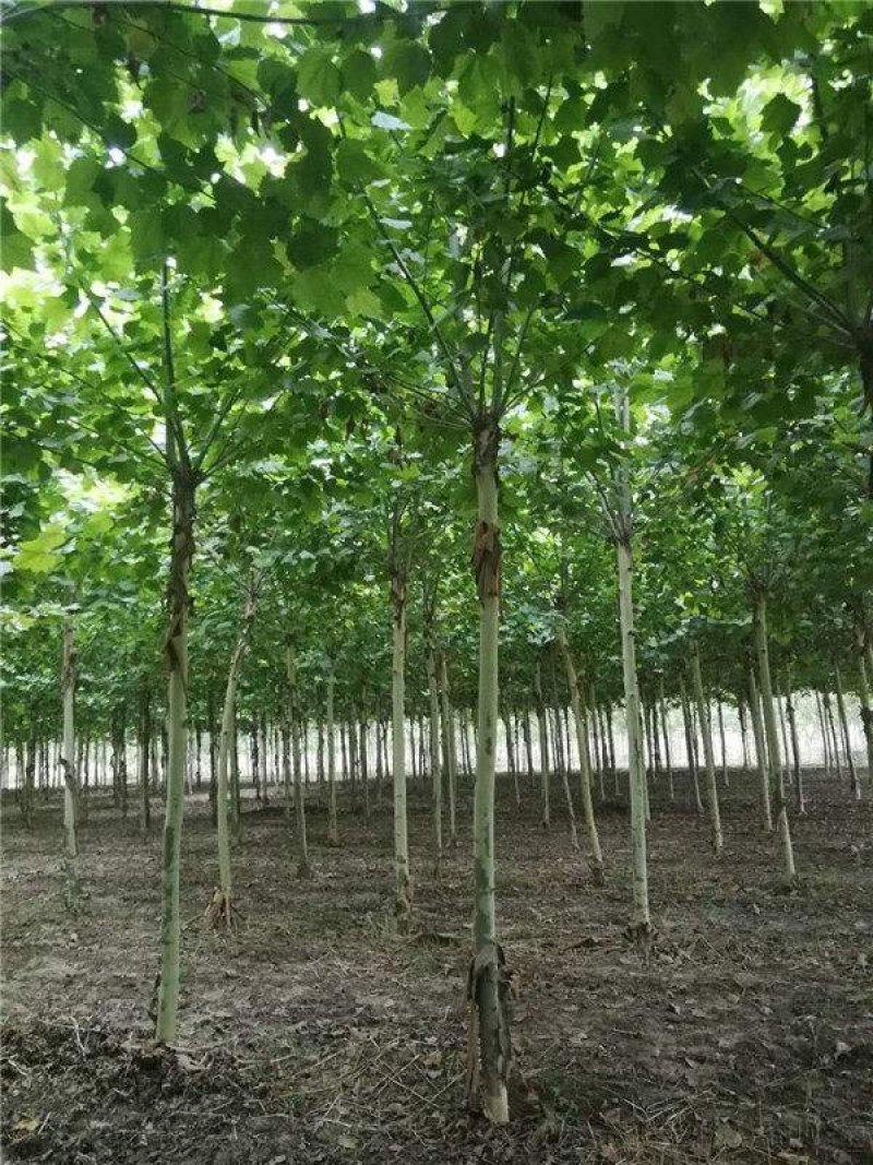 法桐8公分，货源充足，质量保证