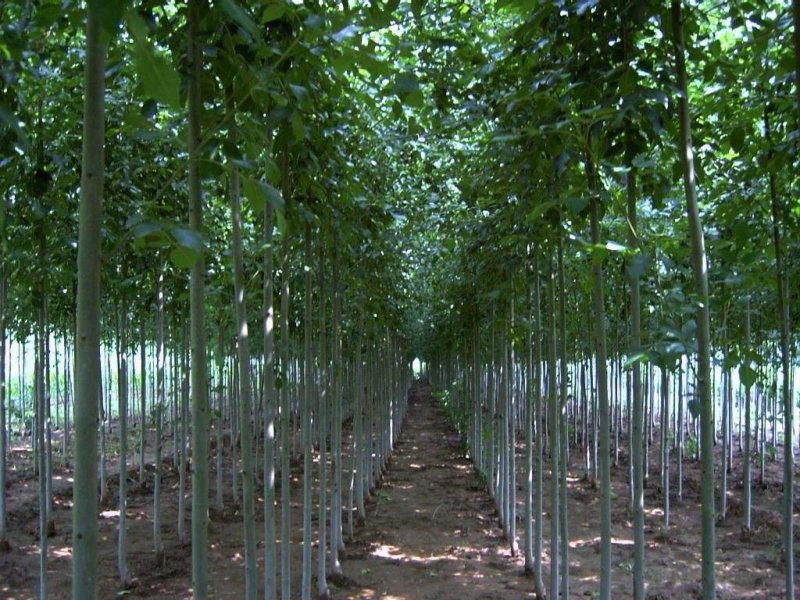法桐8公分，货源充足，质量保证