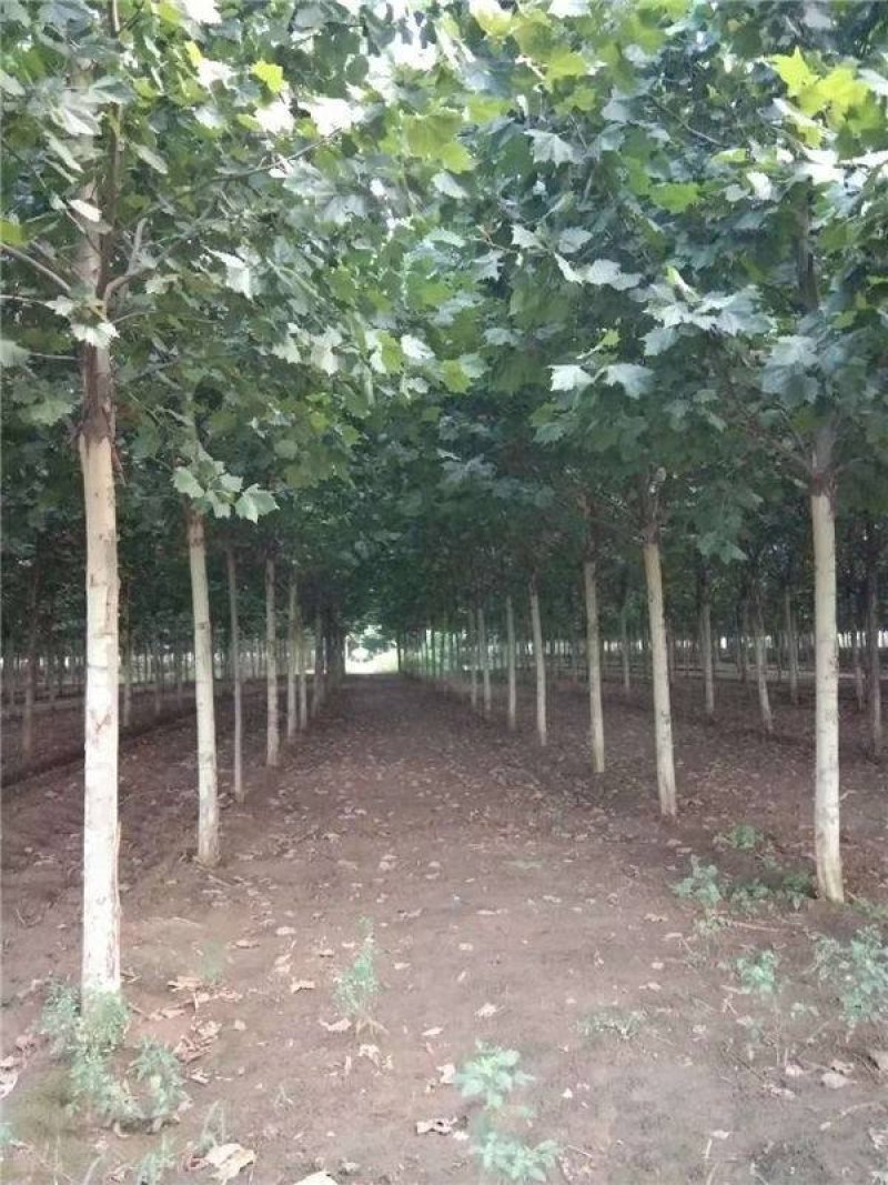 法桐8公分，货源充足，质量保证