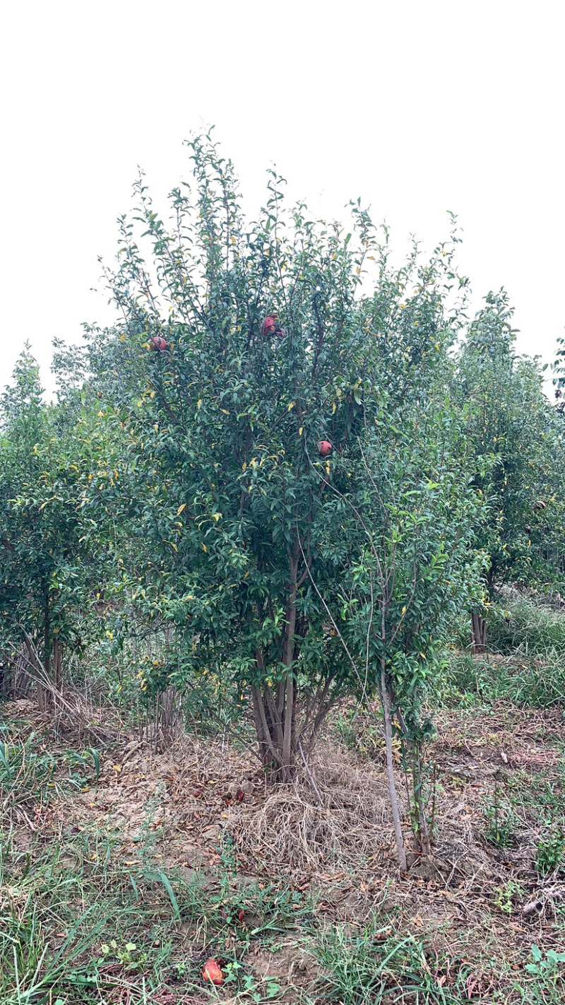 丛生牡丹千层花石树