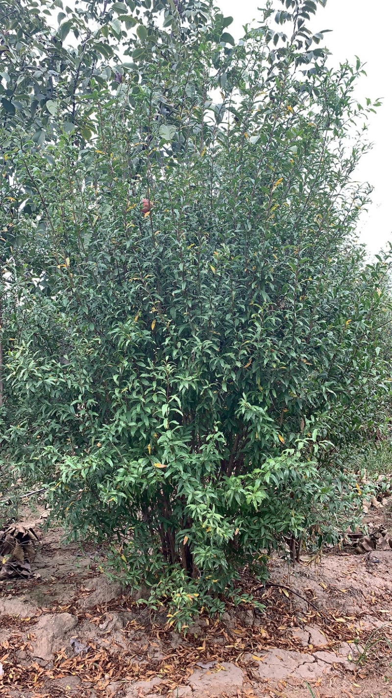 丛生牡丹千层花石树