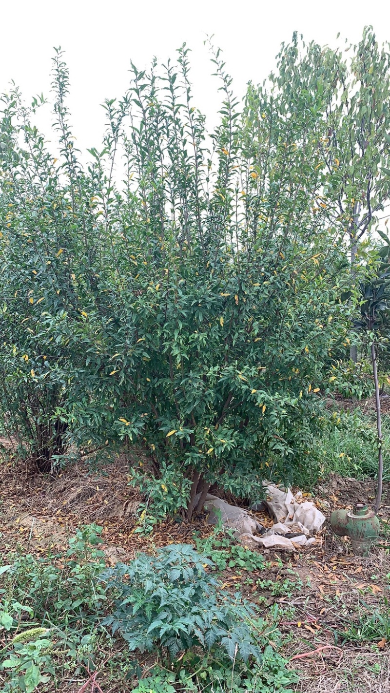 丛生牡丹千层花石树