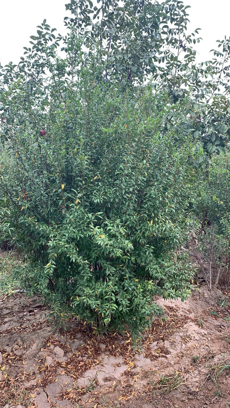 丛生牡丹千层花石树
