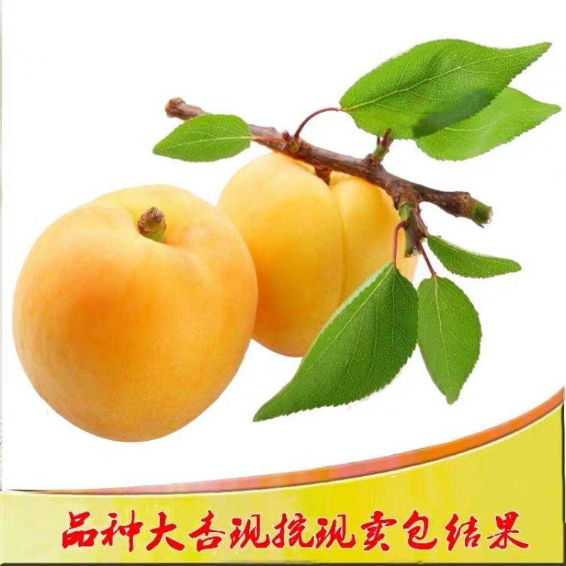 【诚信经营】甜杏树苗（金太阳，凯特）南北适种耐寒耐旱包邮