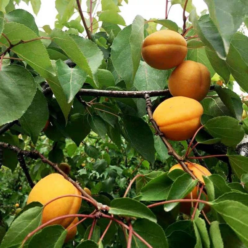 【诚信经营】甜杏树苗（金太阳，凯特）南北适种耐寒耐旱包邮