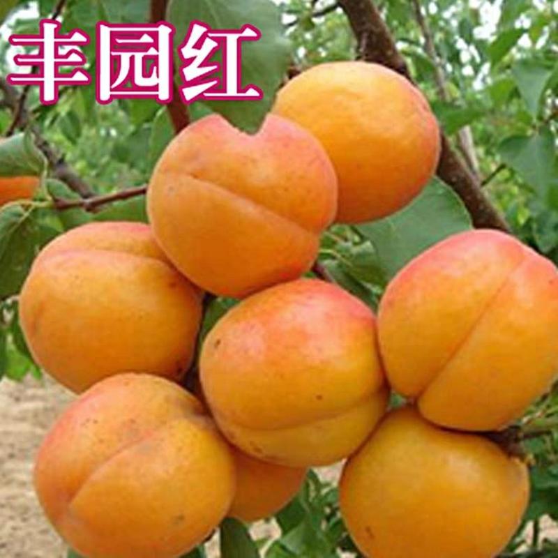 【诚信经营】甜杏树苗（金太阳，凯特）南北适种耐寒耐旱包邮