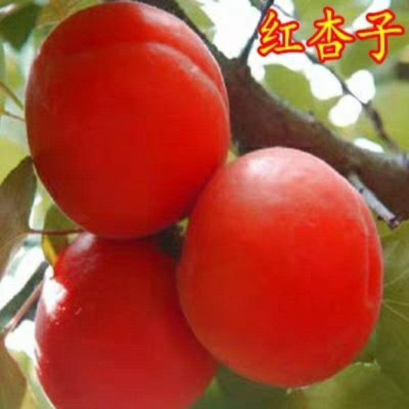 【诚信经营】甜杏树苗（金太阳，凯特）南北适种耐寒耐旱包邮