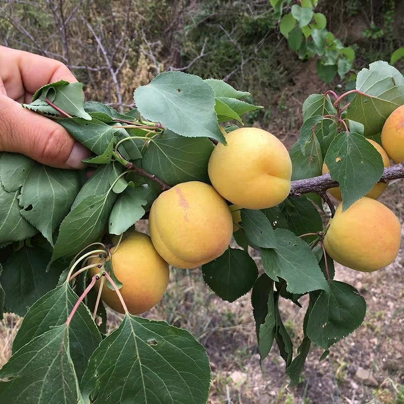 【诚信经营】甜杏树苗（金太阳，凯特）南北适种耐寒耐旱包邮