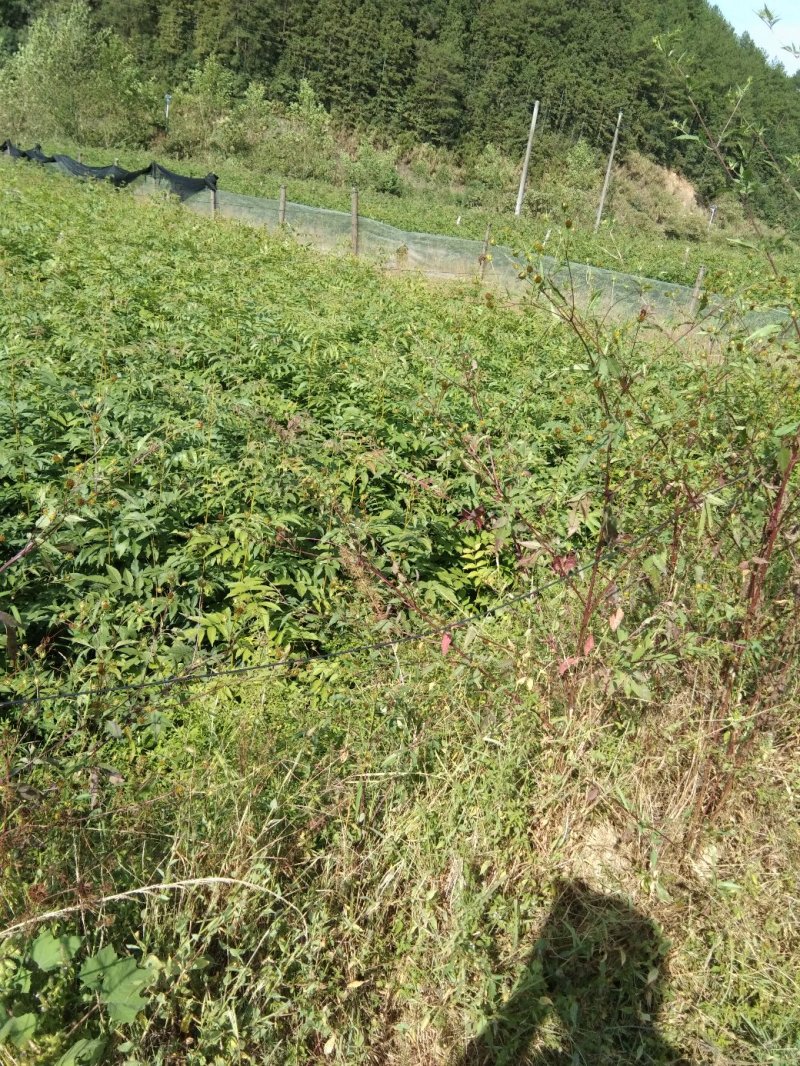 青钱柳苗一手货源可现场看苗