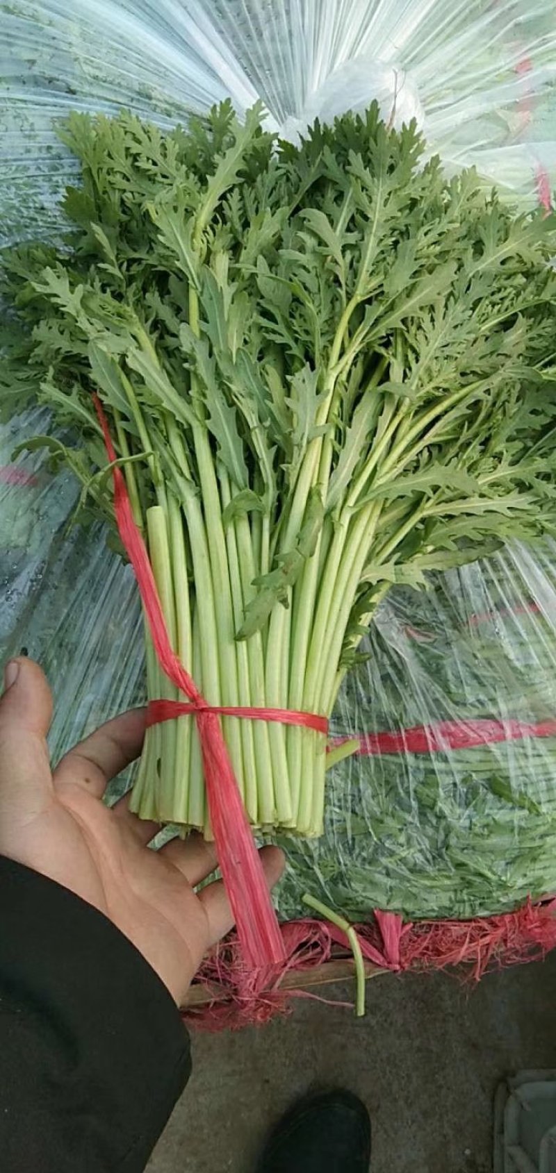 精品光杆茼蒿种子出芽率高根系发达长势快产量高绿杆清秀