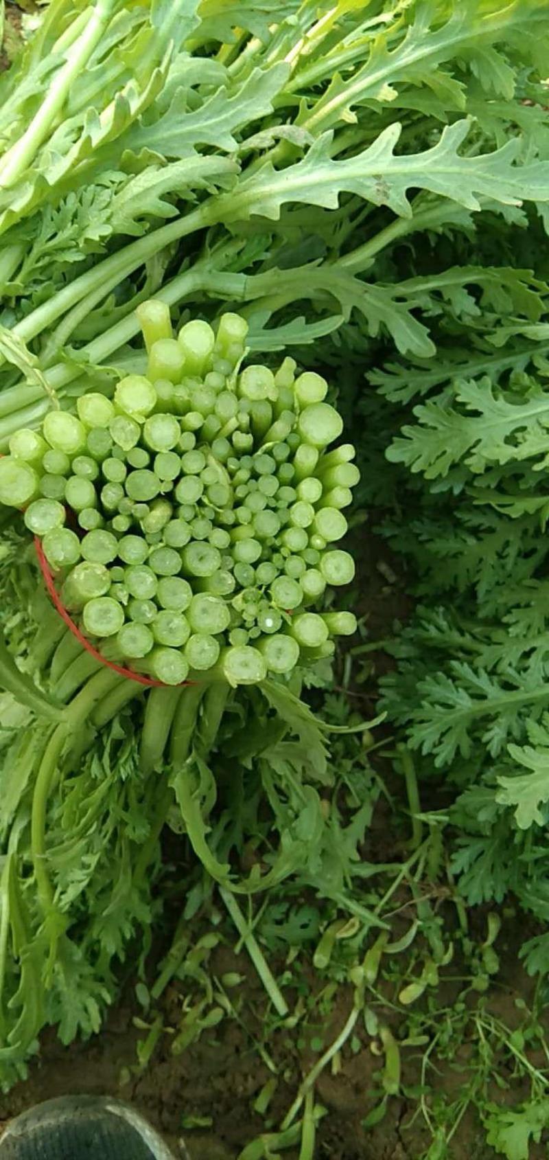 精品光杆茼蒿种子出芽率高根系发达长势快产量高绿杆清秀