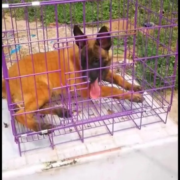 马犬幼犬出售高品质精品比利时小马犬包健康包纯种正规犬舍